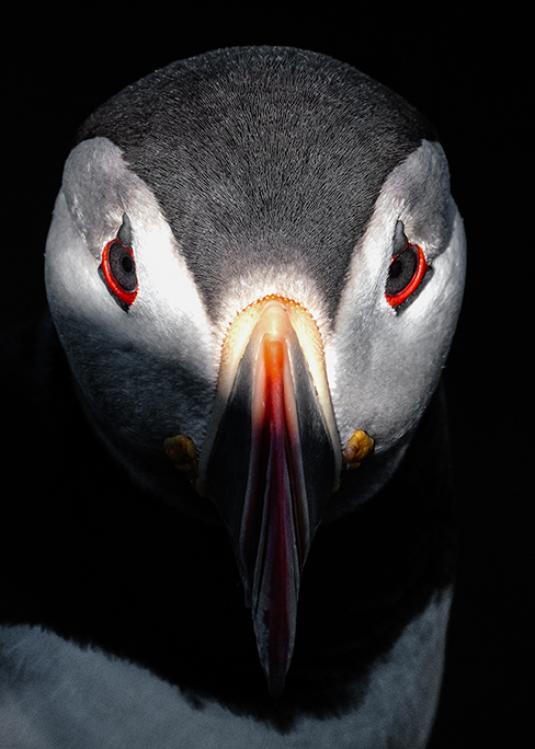 atelier revoc sauvages islande macareux moine clair obscure copie