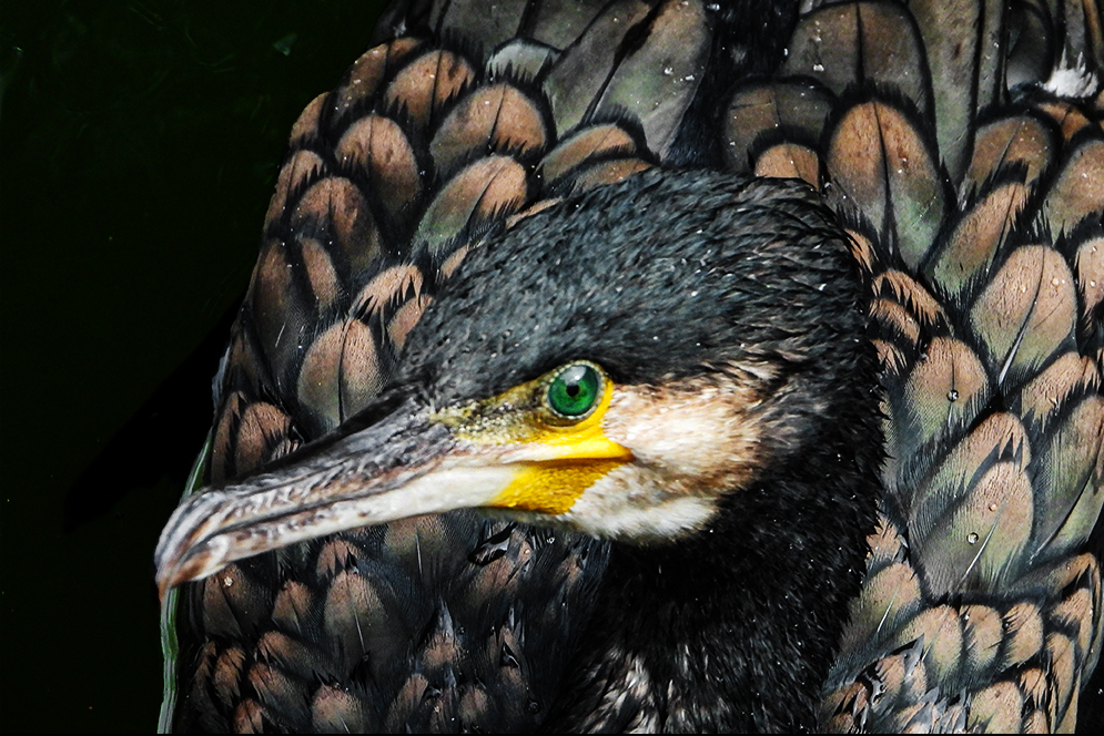 cormoran noir artistique oeil vert copie cormoran noir artistique oeil vert copie