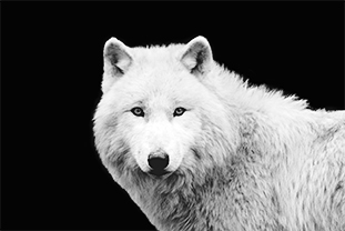 loup blanc artistique portrait copie loup blanc artistique portrait copie