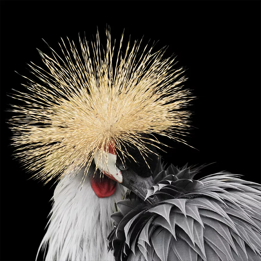 animaux grue japonaise plume copie animaux grue japonaise plume copie