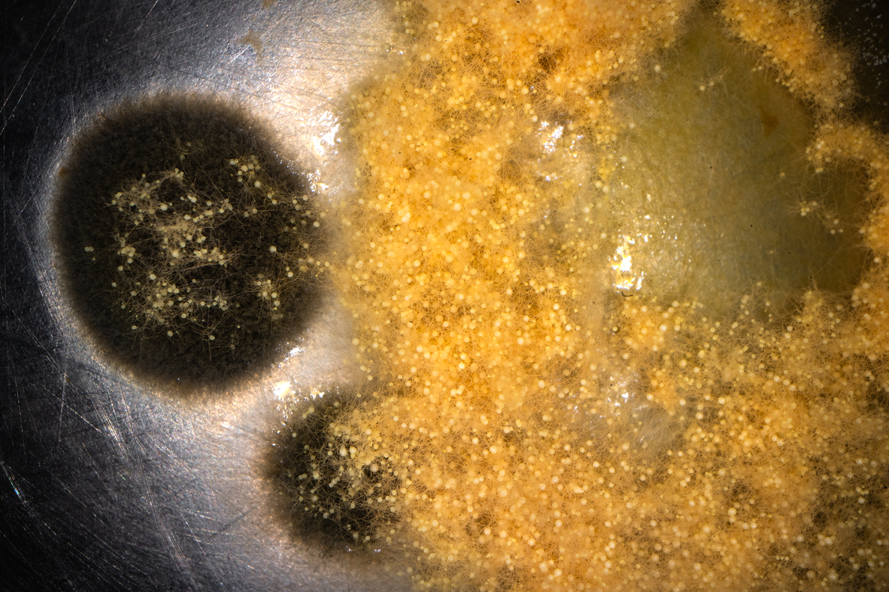 bacteries hyper macro exploration copie bacteries hyper macro exploration copie