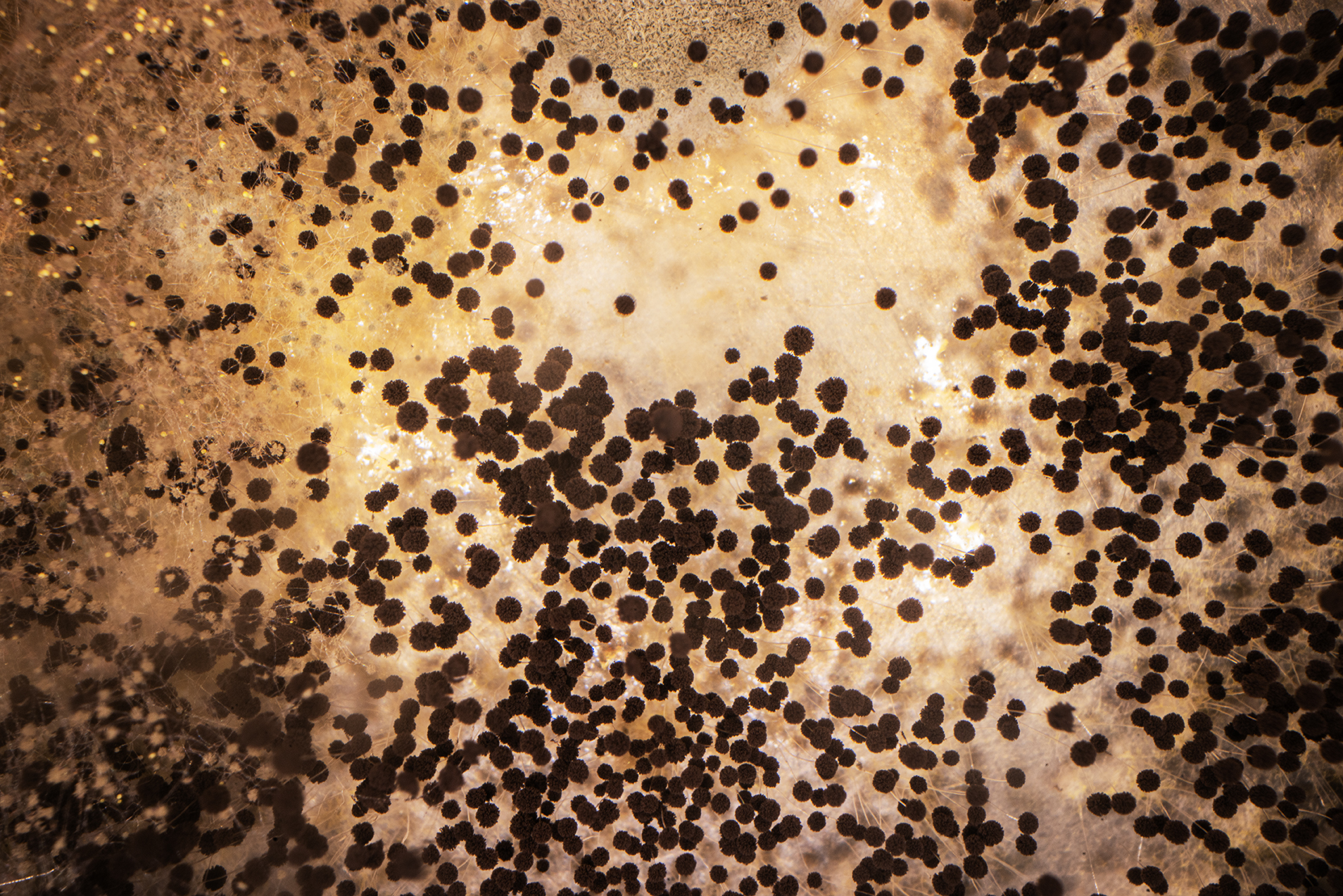 bacteries hyper macro exploration copie bacteries hyper macro exploration copie