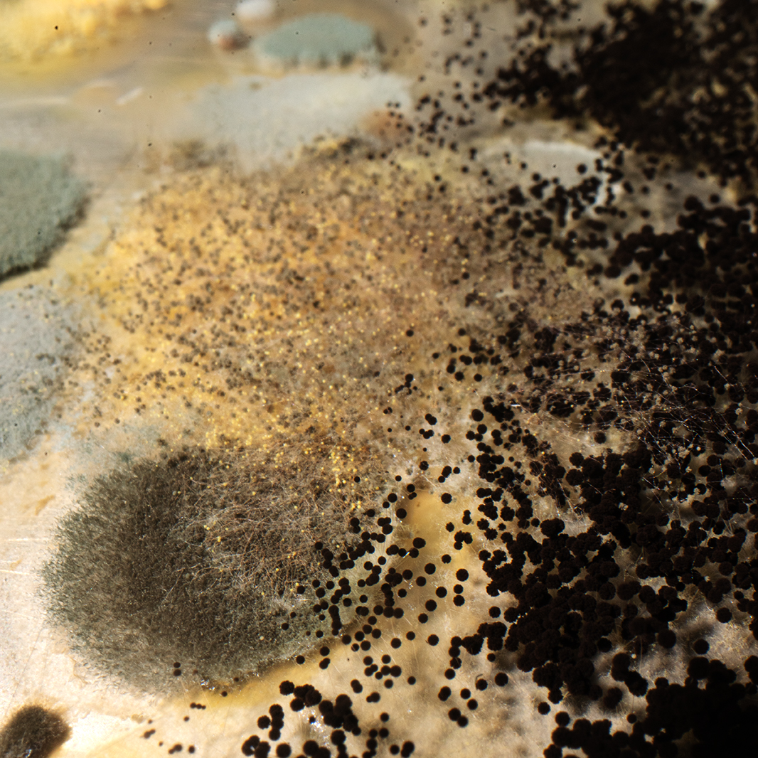 bacteries hyper macro exploration copie bacteries hyper macro exploration copie