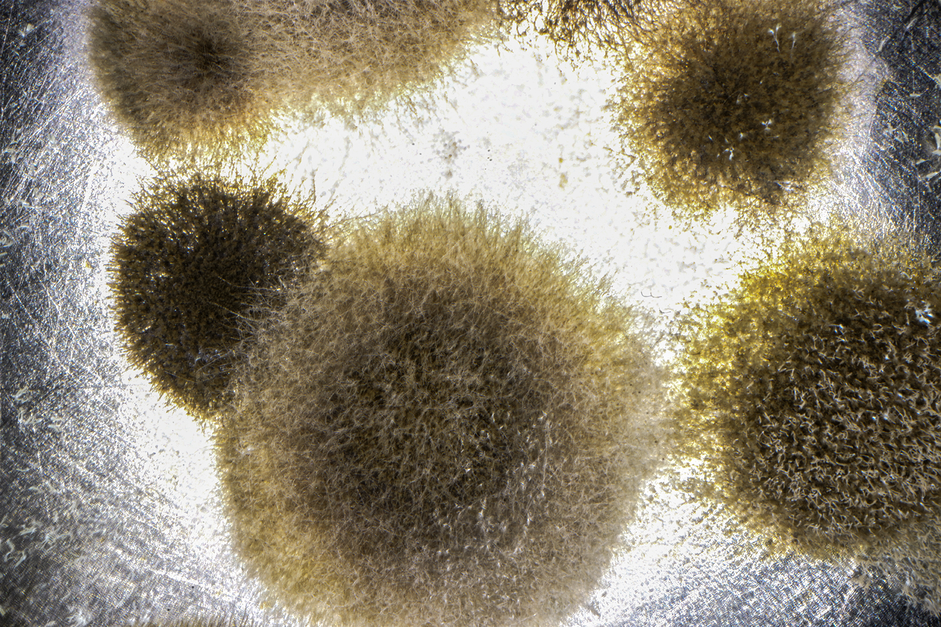 bacteries hyper macro exploration copie bacteries hyper macro exploration copie