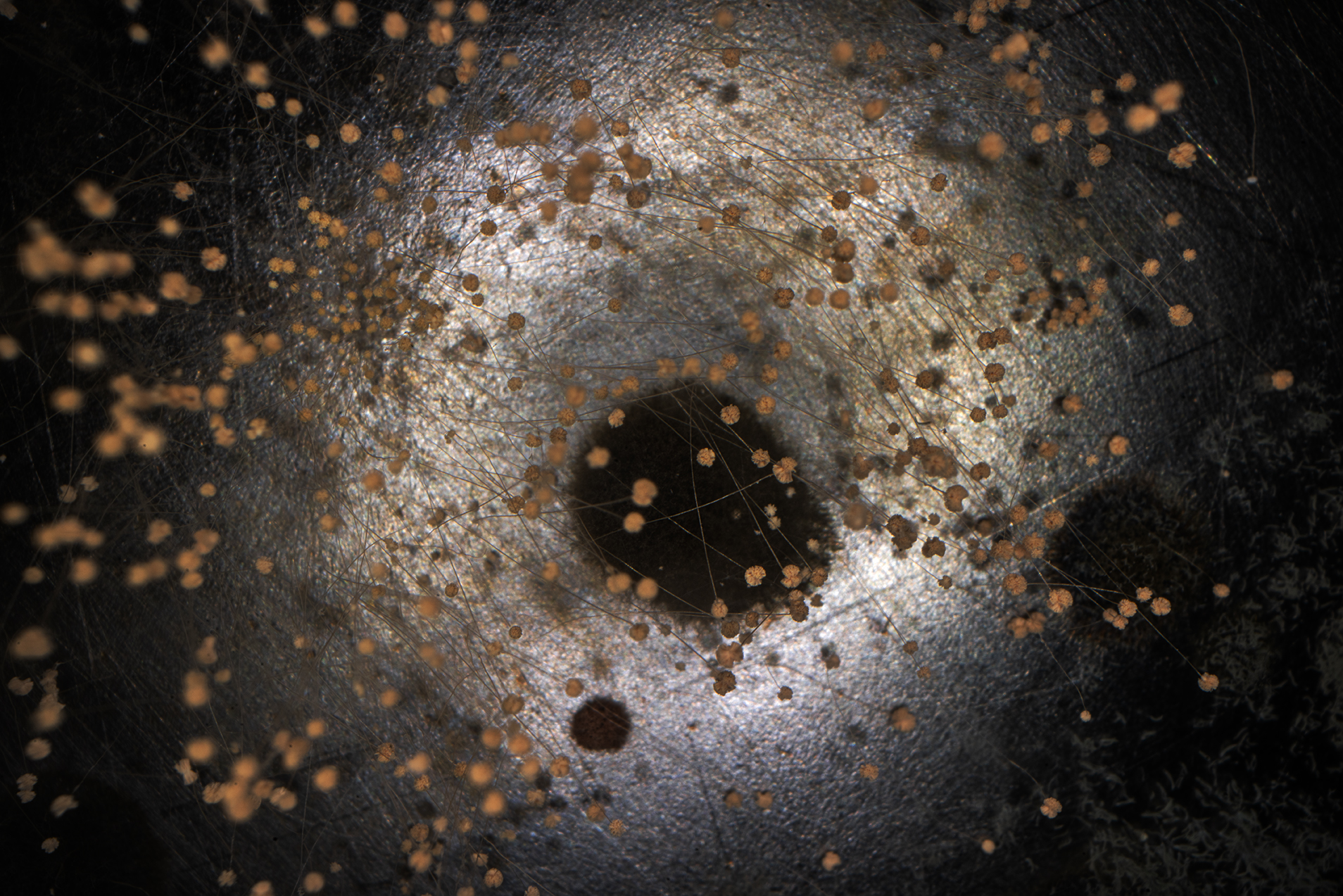 bacteries hyper macro exploration copie bacteries hyper macro exploration copie